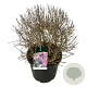Syringa meyeri 'Palibin' 60-80 cm cont. 55L bol extra