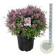 Syringa meyeri 'Palibin' 60-80 cm cont. 55L bol extra