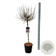 Syringa meyeri 'Palibin' 90 cm stam 15L