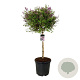 Syringa meyeri 'Palibin' 90 cm stam cont. 55L extra