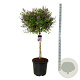 Syringa meyeri 'Palibin' 90 cm stam cont. 55L extra