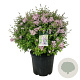 Syringa Sugar Plum Fairy 60-80 cm cont. 55L bol extra