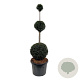 Taxus baccata 150-175 cm cont. 90L trio bol