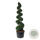 Taxus baccata 225-250 cm cont. 180L spiraal