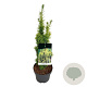 Taxus b. 'David' 50-60 cm 4,5L