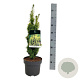 Taxus b. 'David' 50-60 cm 4,5L