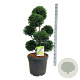 Taxus b. 'Höpken's Gigant' 80-100 cm cont. 55L multi bol