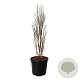 Taxodium dist. Lindsey's Skyward 100-125 cm cont. 55L extra