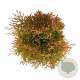 Thuja occ. Fire Chief 30-40 cm 6,5L