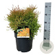 Thuja occ. Fire Chief 30-40 cm 6,5L