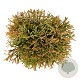 Thuja occ. 'Golden Tuffet' 30-40 cm 6,5L