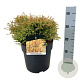 Thuja occ. 'Golden Tuffet' 30-40 cm 6,5L