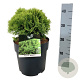 Thuja occ. 'Mirjam' 25-30 cm 6,5L