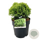 Thuja occ. 'Mirjam' 25-30 cm 6,5L
