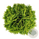 Thuja occ. 'Mirjam' 25-30 cm 6,5L