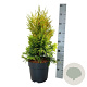 Thuja pl. '4ever' 40-50 cm 6L