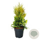 Thuja pl. '4ever' 40-50 cm 6L