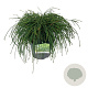 Thuja pl. 'Whipcord' 40-50 cm 6L