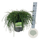 Thuja pl. 'Whipcord' 40-50 cm 6L
