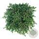 Tsuga can. 'Green Globe' 30-40 cm 6,5L