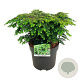Tsuga can. 'Green Globe' 40-50 cm 6L