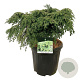 Tsuga can. 'Green Globe' 50-60 cm 15L