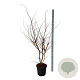 Ulmus minor suberosa 150-175 cm 30L extra