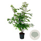 Ulmus minor suberosa 150-175 cm 30L extra