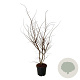 Ulmus minor suberosa 150-175 cm 30L extra