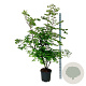 Ulmus minor suberosa 150-175 cm 30L extra