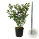 Viburnum carlcephalum 125-150 cm cont. 55L extra