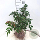 Mahonia aq. 'Apollo' 35-40 cm 10L