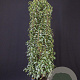 Prunus l. 'Angustifolia' 160-180 cm 20L