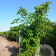 Cornus kousa chinensis 250-300 cm cont. 110L