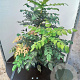 Mahonia japonica 'Hivernant' 80-100 cm 20L