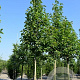 Magnolia kobus Isis 16-18 cm draadkluit