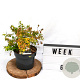 Abelia grandifl. 'Francis Mason' 40-60 cm 3,0L