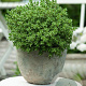 Hebe pinguifolia 'Sutherlandii' GM 1.5