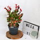 Photinia fraseri 'Little Red Robin' 40-60 cm 3,0L