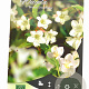 Weigela 'Bristol Snowflake' 30-40 cm 2,0L