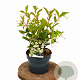 Weigela 'Bristol Snowflake' 40-50 cm 3,0L