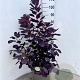 Cotinus cog. 'Royal Purple' 40-50 cm 10L