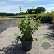 Cornus mas 40-50 cm 10L