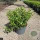 Deutzia gracilis 40-50 cm 10L
