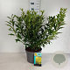 Forsythia int. 'Spectabilis' 60-80 cm 10L