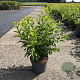 Forsythia int. 'Spectabilis' 60-80 cm 10L