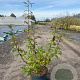 Forsythia int. 'Spectabilis' 60-80 cm 10L