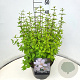 Philadelphus 'Lemoinei' 40-50 cm 10L