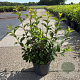 Viburnum bodn. 'Dawn' 50-60 cm 10L