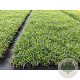 Carex morrowii 'Ice Dance' GM P9